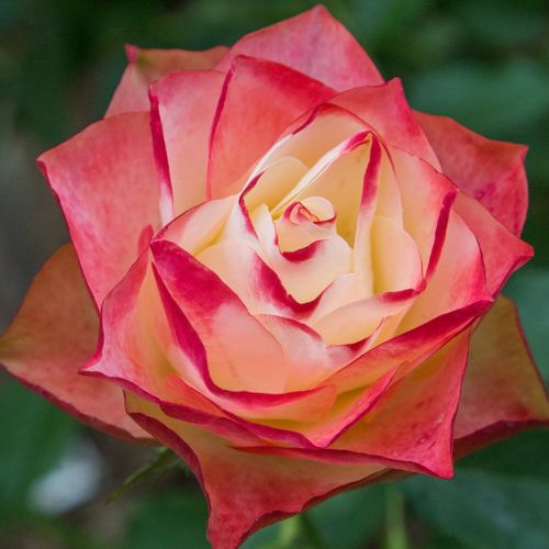 Rozenstruik - Webwinkel - Rosa Origami ® - zacht geurende roos - Stamroos - Bloemen in trossen  - wit - rood - Michèle Meilland Richardierbossige kroonvorm - 0
